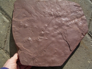 Reptilien Trittsiegel