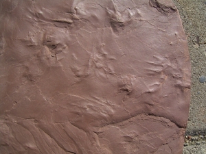 Reptilien Trittsiegel