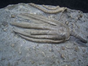 Seeelilienplatte aus dem Muschelkalk #2