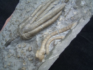 Seeelilienplatte aus dem Muschelkalk #2