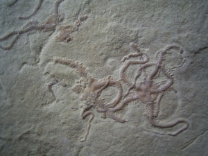 Schlangensterne aus Hienheim