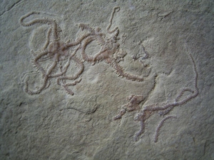 Schlangensterne aus Hienheim