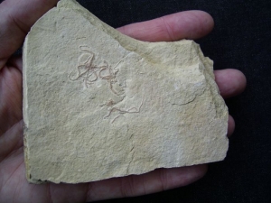 Schlangensterne aus Hienheim