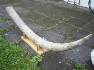Kompletter Stoßzahn eines Stegodon