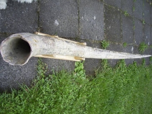 Kompletter Stoßzahn eines Stegodon