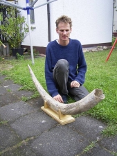 Kompletter Stoßzahn eines Stegodon