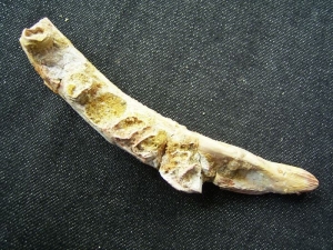 Reptile jaw cretacous age