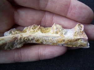 Reptile jaw cretacous age