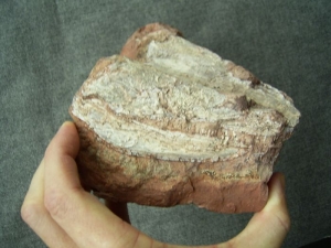 Schädel und Knochen von Trimerorhachis