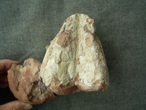 Schädel und Knochen von Trimerorhachis