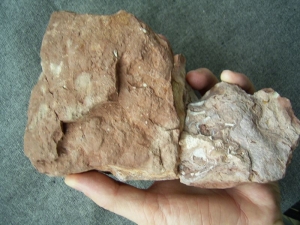 Schädel und Knochen von Trimerorhachis