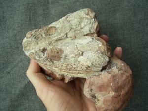 Schädel und Knochen von Trimerorhachis