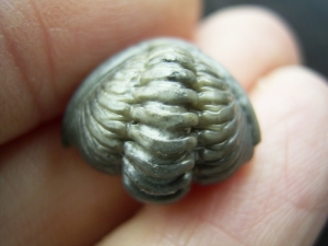 Trilobit Hydrocalymene
