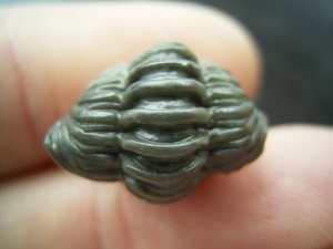 Trilobit Hydrocalymene