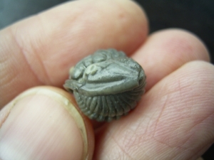 Trilobit Hydrocalymene