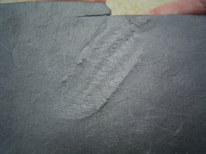 Unpräparierte Trilobiten aus Bundenbach