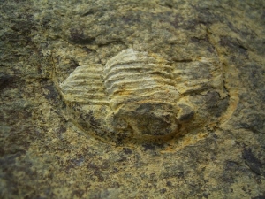 Cornuproetus spec. #2