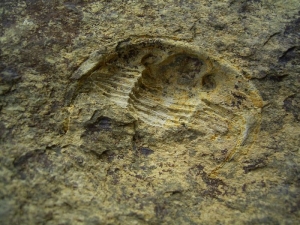Cornuproetus spec. #2