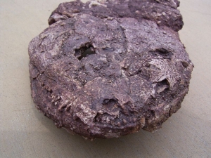 Amphibien Schädel #1