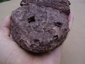 Amphibien Schädel #1