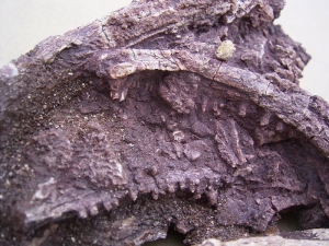 Amphibien Schädel #1