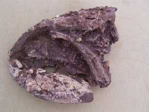 Amphibien Schädel #1