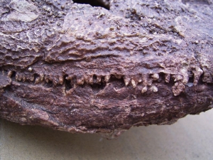 Amphibien Schädel #1