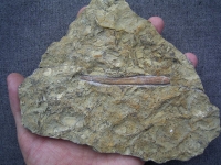 Hybodus Hai Stachel #2