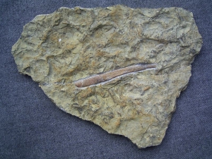 Hybodus Hai Stachel #2