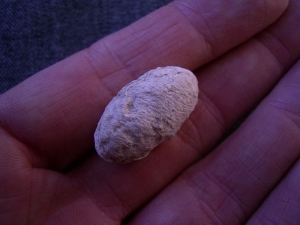 Schlangen Ei aus Nebraska