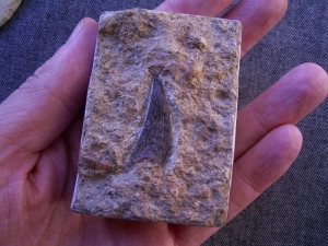 Nothosaur (?) tooth #5