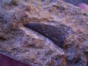 Nothosaur (?) tooth #5