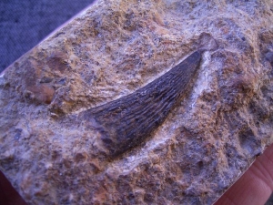 Nothosaur (?) tooth #5