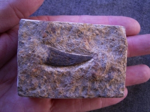 Nothosaur (?) tooth #5