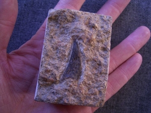 Nothosaur (?) tooth #5