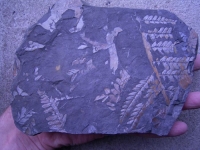 Pflanzenplatte vom Piesberg #3