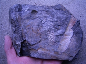 Pflanzenplatte vom Piesberg #3