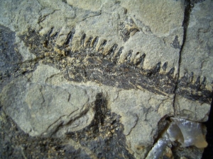Stegocephalen Schädel