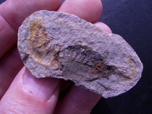 Krebs Ambilobeia aus Madagascar #2