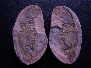 Krebs Ambilobeia aus Madagascar #3
