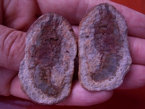 Krebs Ambilobeia aus Madagascar #4