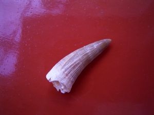 Dyrosaur tooth, Moroc