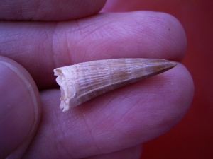 Dyrosaurus Zahn, Marokko