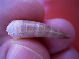 Dyrosaurus Zahn, Marokko