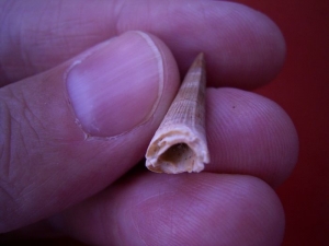 Dyrosaurus Zahn, Marokko