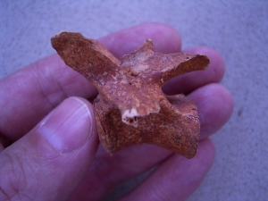 Wirbel vom Riesenkängaroo Macropus