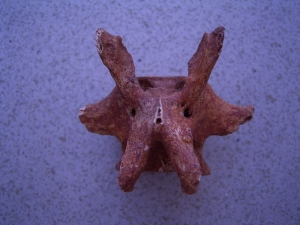 Wirbel vom Riesenkängaroo Macropus