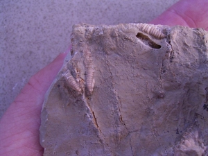 Seesterne aus dem Muschelkalk # 4