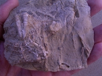 Seesterne aus dem Muschelkalk # 4