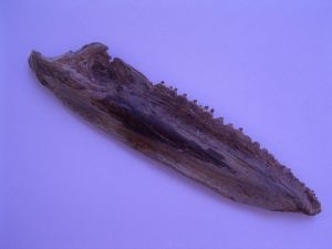 Stratodus Kiefer mit vielen Zähnen